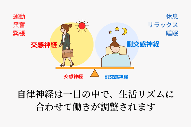 自律神経は一日の中で、生活リズムに合わせて働きが調整されます