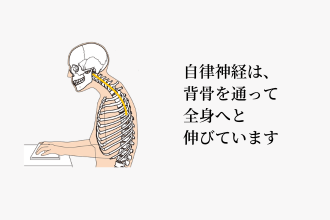 自律神経は、背骨を通って全身へと伸びています