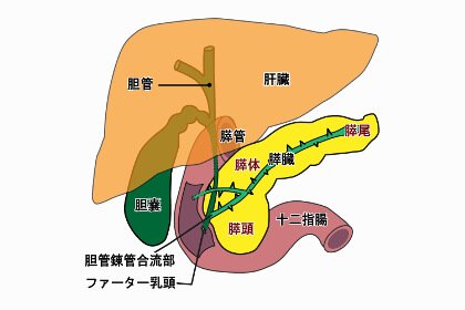 胃下垂によって引き起こされる腹痛の種類とは 大阪の整体 創輝鍼灸整骨院