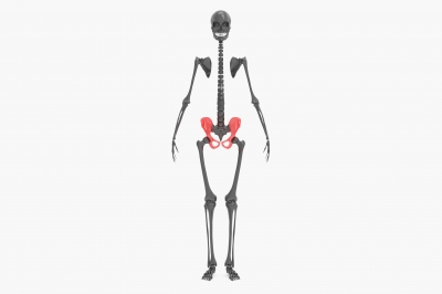骨盤と全身の骨格
