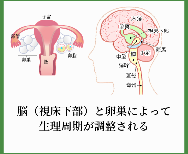 ホルモンを調整する脳の視床下部と卵巣