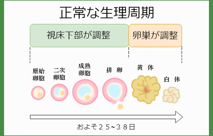 正常な生理周期