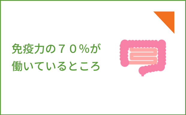 免疫力の７０％が働いているところ