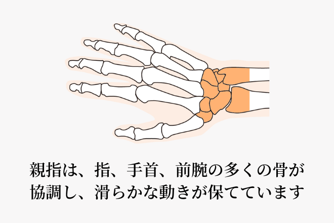 親指は、指、手首、前腕の多くの骨が協調し、滑らかな動きが保てています