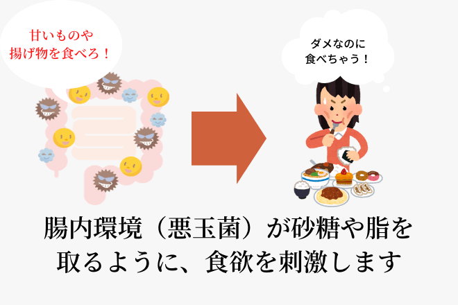 腸内環境（悪玉菌）が砂糖や脂を取るように、食欲を刺激します