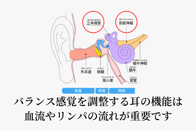 バランス感覚を調整する耳の機能は血流やリンパの流れが重要です