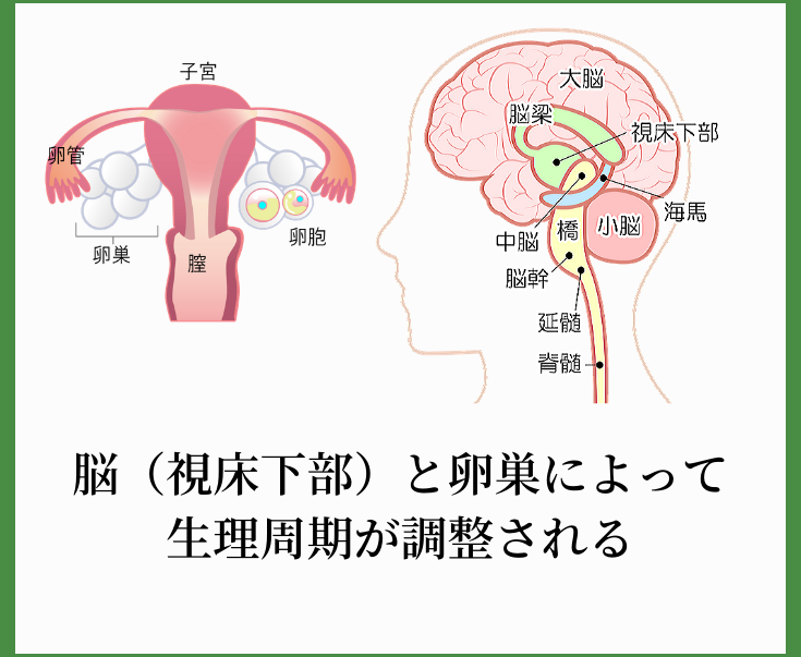 生理周期は主に『脳の視床下部』と『卵巣』の二か所で調整されています。