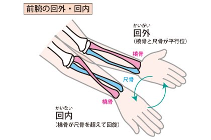 手首の捻る動作の図解