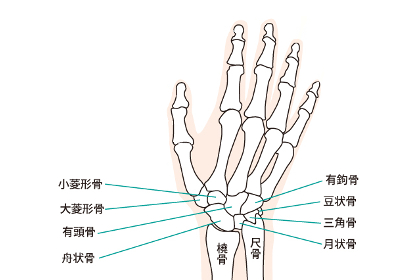 手の関節のイラスト。手根骨と前腕の関節のバランスについて