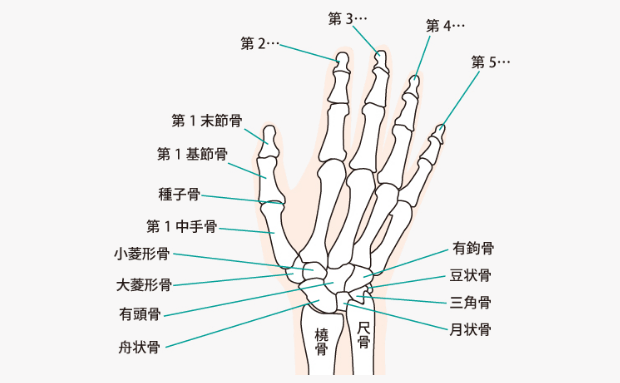 手の関節のイラスト。手根骨と前腕の関節のバランスについて