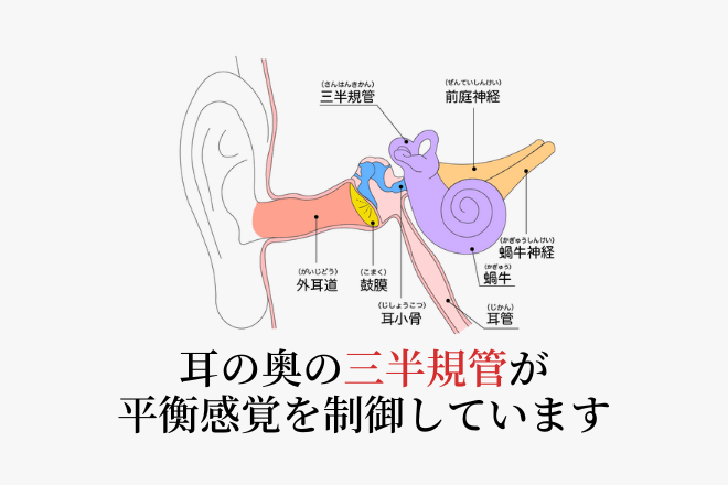 耳の構造のイラスト